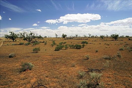 疏林草原,澳洲南部