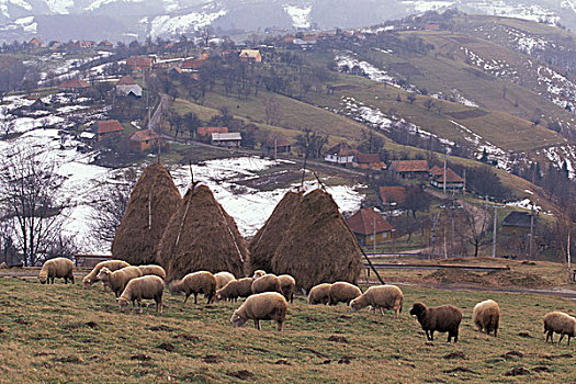 欧洲,罗马尼亚,麸,区域,绵羊,风景