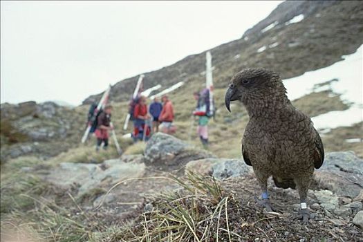 食肉鹦鹉,啄羊鹦鹉,特色,高山,展示,好奇,远足者,库克山国家公园,南岛,新西兰