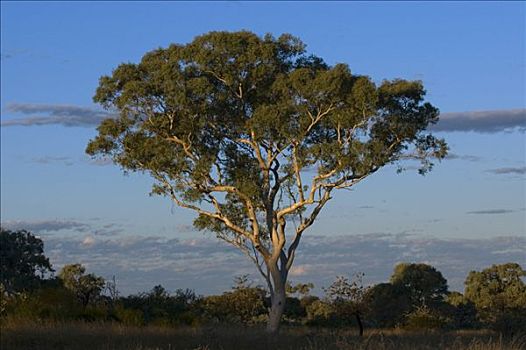桉树,卡瑞吉尼国家公园,澳大利亚