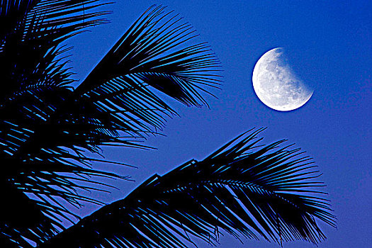 巴西,月亮,棕榈树