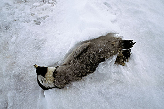 南极,帝企鹅,生物群,死,幼禽,杀死,恶劣,寒冷