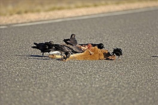 死,袋鼠,公路,领土,澳大利亚