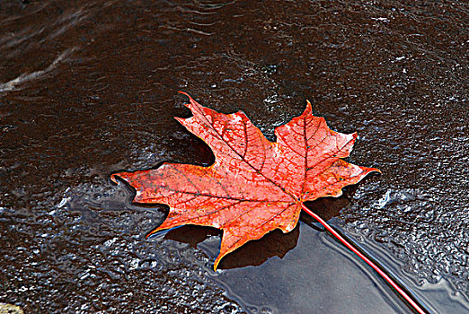 红枫,叶子,岩石,河流,安大略省,加拿大