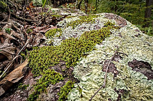 苔藓,州立公园,山,密苏里