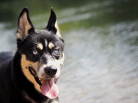 哈士奇犬,母狗