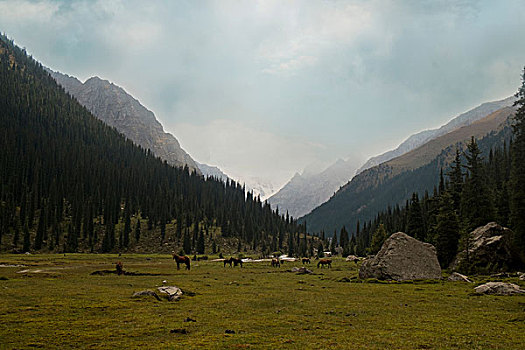 牧群,马,山谷,风景,吉尔吉斯斯坦,中亚