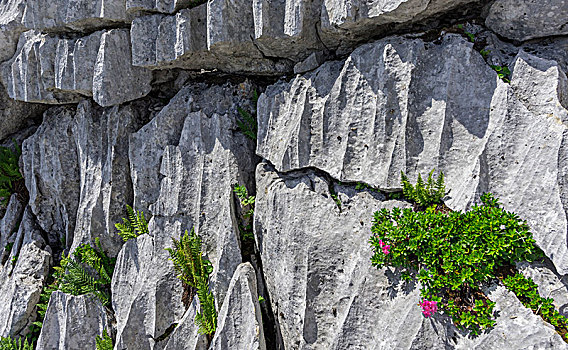 杜鹃花属植物,缝隙,喀斯特地貌,石头,施蒂里亚,奥地利,欧洲