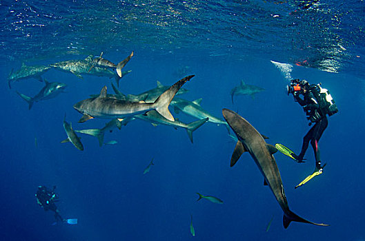 丝绸,鲨鱼,长鳍真鲨,群,国家公园,古巴
