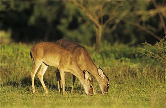 白尾鹿,成年,吃,瑞欧格兰山谷,南,德克萨斯,美国