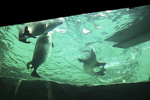 海豹,游动,水池