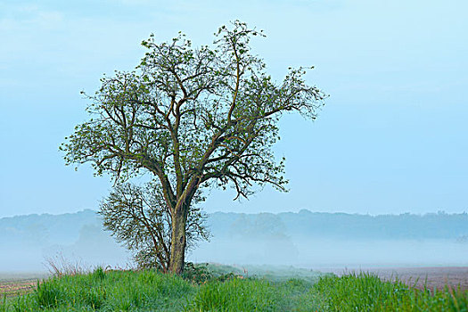 果树,晨雾,黑森州,德国