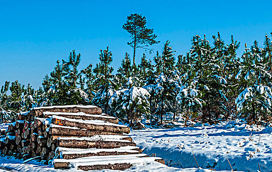 法国,朗德,积雪,松树,木头,堆,侧面,道路