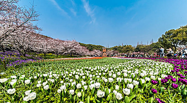 苏州上方山樱花风景