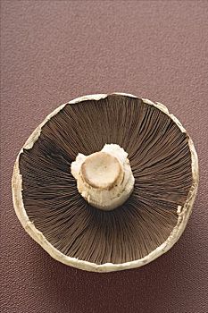 波多白洛大蘑菇,蘑菇,俯视