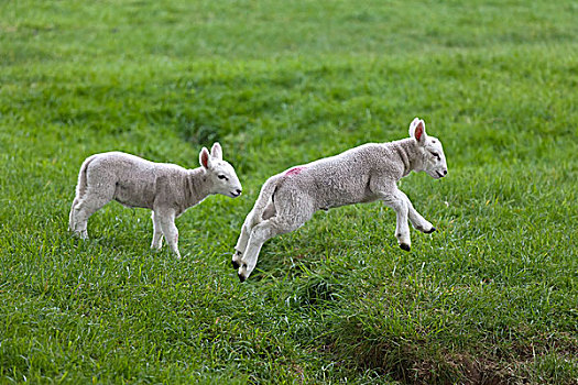 两个,羊羔,绿色,土地,诺森伯兰郡,英格兰