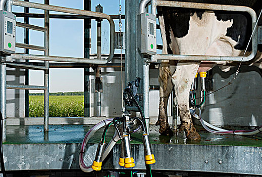 母牛,联结,挤奶,机器