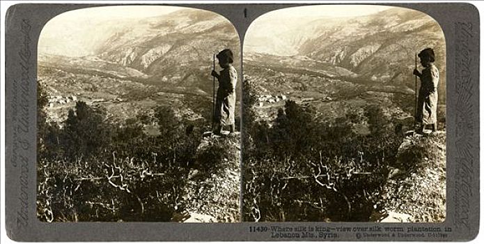 蚕,种植园,黎巴嫩,山峦,叙利亚,20世纪,艺术家