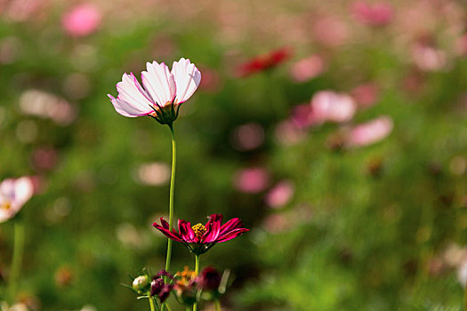 鲜花