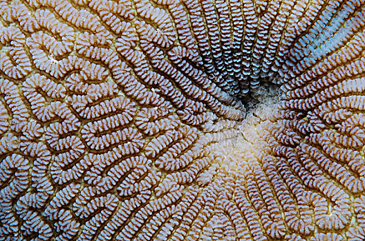 珊瑚,表面,塞舌尔