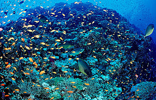 珊瑚礁,金鱼,金拟花鲈,红海,埃及