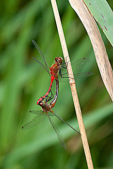 赤蜻属,雌性,交配,靠近,湿地