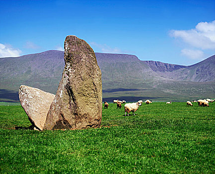 沃特福德郡,爱尔兰,牛,靠近,巨石墓