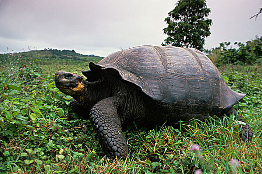 厄瓜多尔,加拉帕戈斯群岛,高地,加拉帕戈斯,龟,加拉帕戈斯陆龟