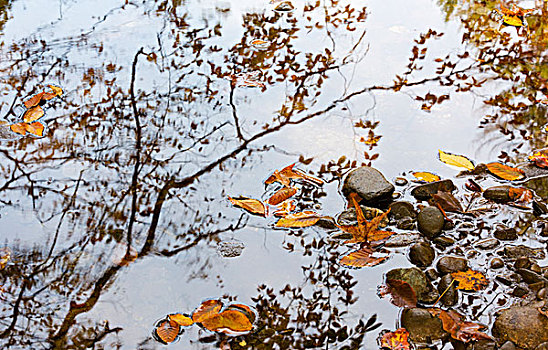 田纳西,大烟山国家公园,西部,尖头,利特尔河,秋天,反射