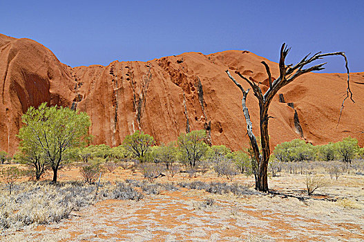 干燥,树,站立,正面,乌卢鲁巨石,石头,乌卢鲁卡塔曲塔国家公园,澳大利亚