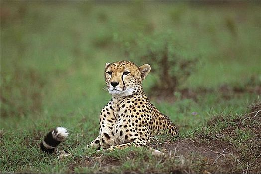 印度豹,猎豹,猫科动物,哺乳动物,马赛马拉,肯尼亚,非洲,动物