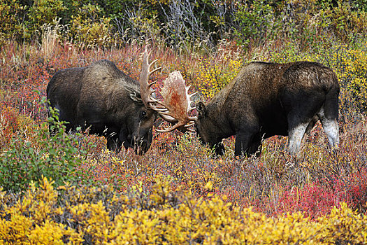 两个,驼鹿,打斗,季节,德纳里峰国家公园,室内,阿拉斯加