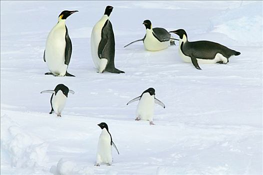 帝企鹅,阿德利企鹅,群,南极