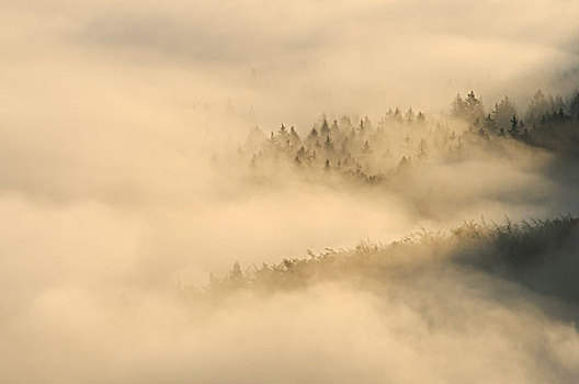 雾,上方,山谷,砂岩,山峦,萨克森,德国,欧洲