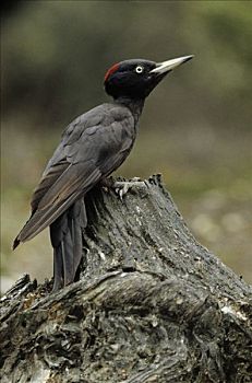 黑啄木鸟,成年,女性,欧洲