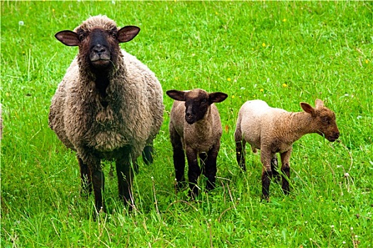 绵羊,两个,羊羔