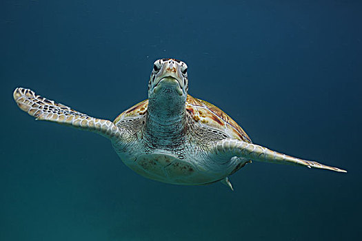 绿海龟,游泳,水下,巴巴多斯