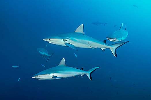 四个,灰色,礁石,鲨鱼,黑尾真鲨,游动,公海,印度洋,马尔代夫,亚洲