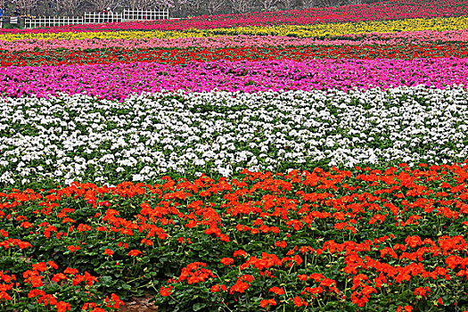 花海