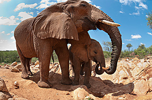 非洲象,研究中心,肯尼亚