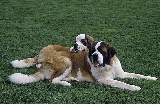 圣伯纳犬,狗,放松,草地