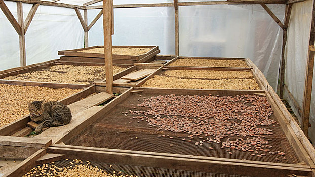弄干,可可,咖啡豆,种植园,圣多美,普林西比,非洲