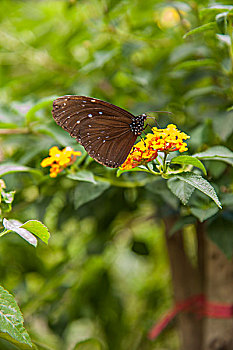 泰国清迈兰花园蝴蝶