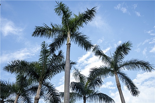 夏天羊城广州天河公园高大的椰子树
