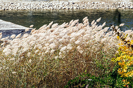 湿地芦苇荡芦苇花