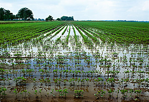 农业,静水,早,生长,大豆,地点,跟随,重,夏天,雨,南达科他,美国