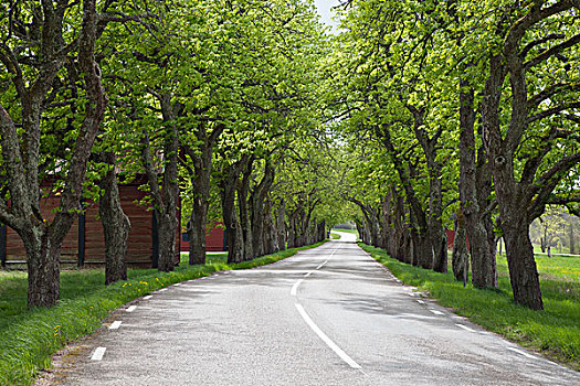 树林,道路