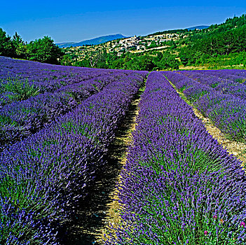 盛开,薰衣草种植区,乡村,普罗旺斯,法国