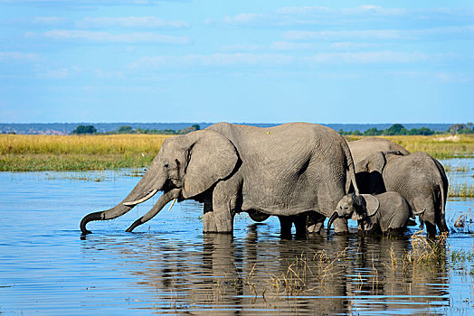 非洲,灌木,大象,非洲象,牧群,站在水中,乔贝,河,乔贝国家公园,博茨瓦纳