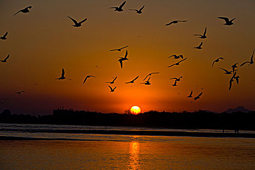 海鸥,鸟,飞翔,动物,过冬,觅食,嬉戏,北戴河,秦皇岛,大海,落日,太阳